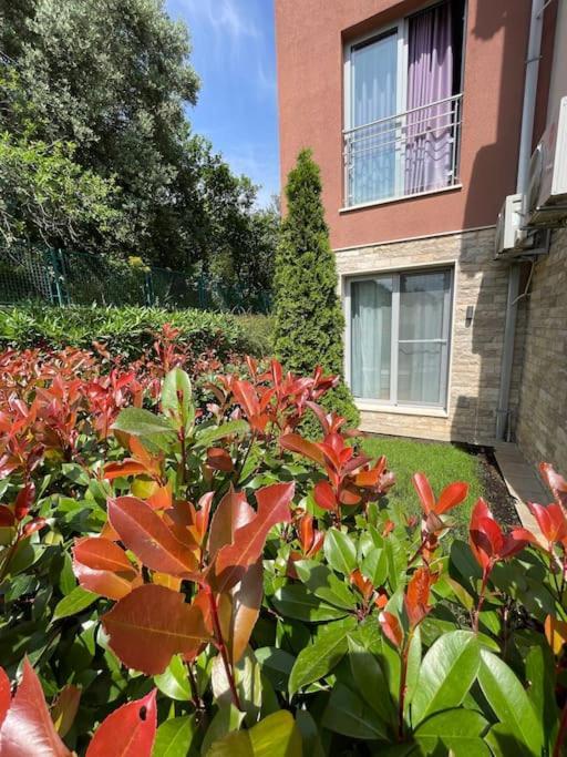 Acacia Hill Apartments Herceg Novi Dış mekan fotoğraf